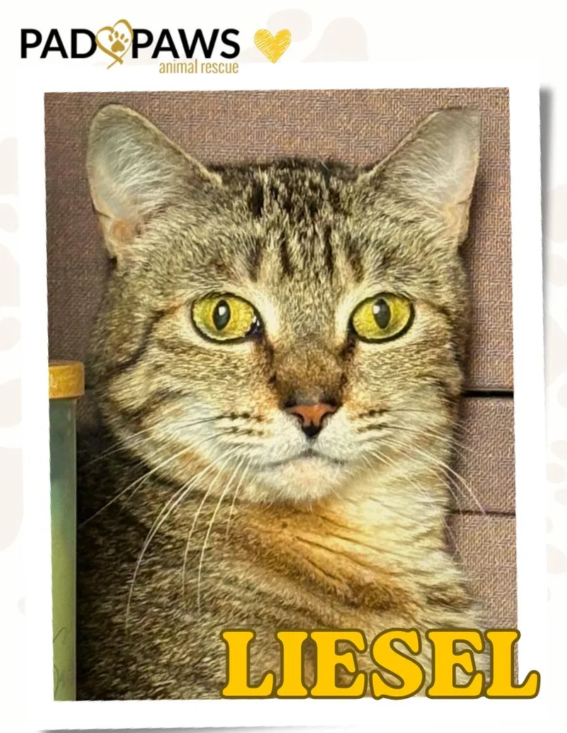 Little Lady Liesel thumbnail 4