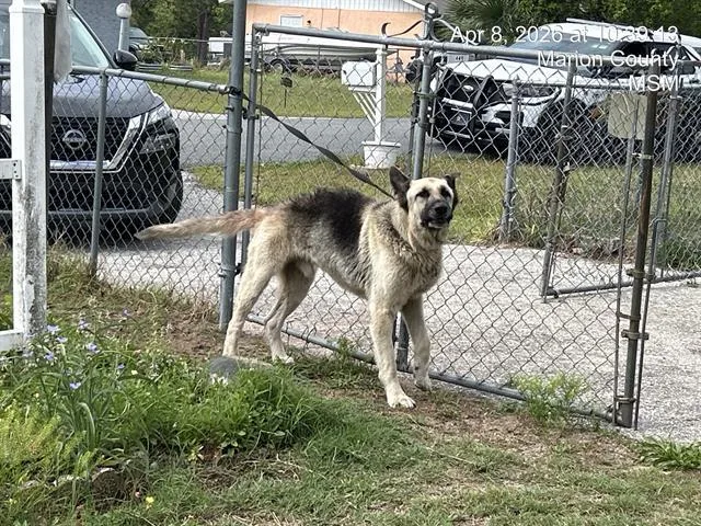 Diesel