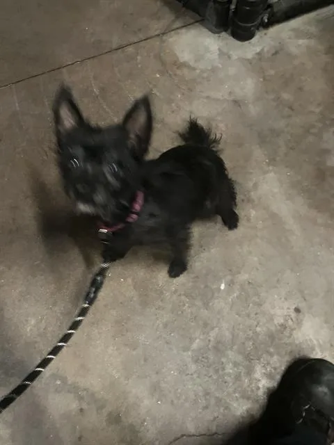 An adult small-sized female Mixed Breed dog named Lulu for adoption in Dallas, TX