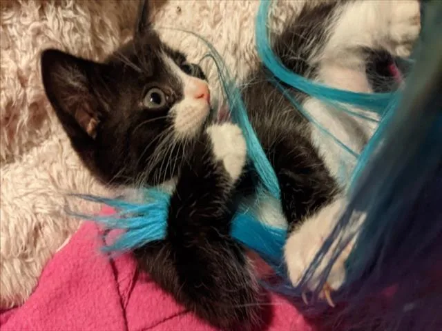 A baby small-sized male Domestic Short Hair cat named Crowley for adoption in Santa Cruz, CA