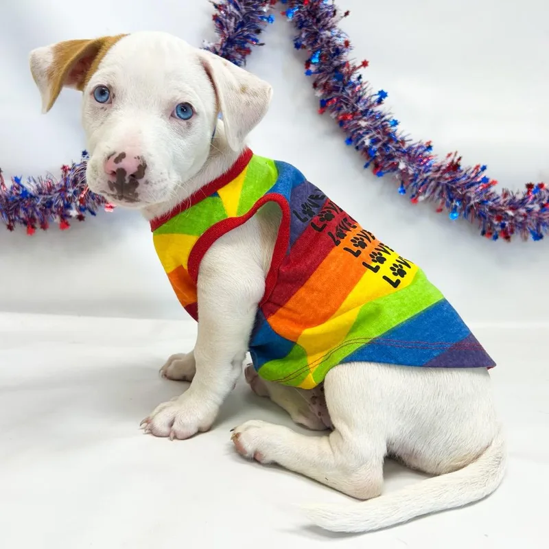 A baby small-sized male Boxer dog named Coconut for adoption in Parker, CO