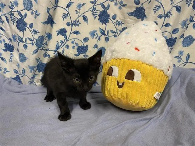 A baby small-sized male Domestic Short Hair cat named A for adoption in Modesto, CA