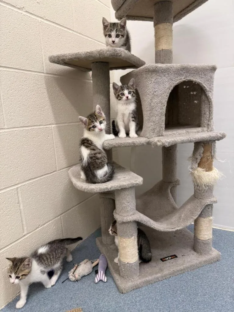 A baby medium-sized female Domestic Short Hair cat named Coral for adoption in Portland, IN