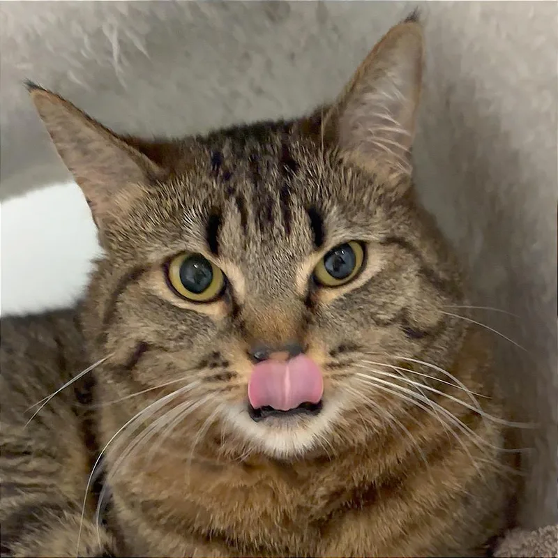 An adult large-sized female Brown / Chocolate Domestic Short Hair cat named Linda for adoption in Murray, UT