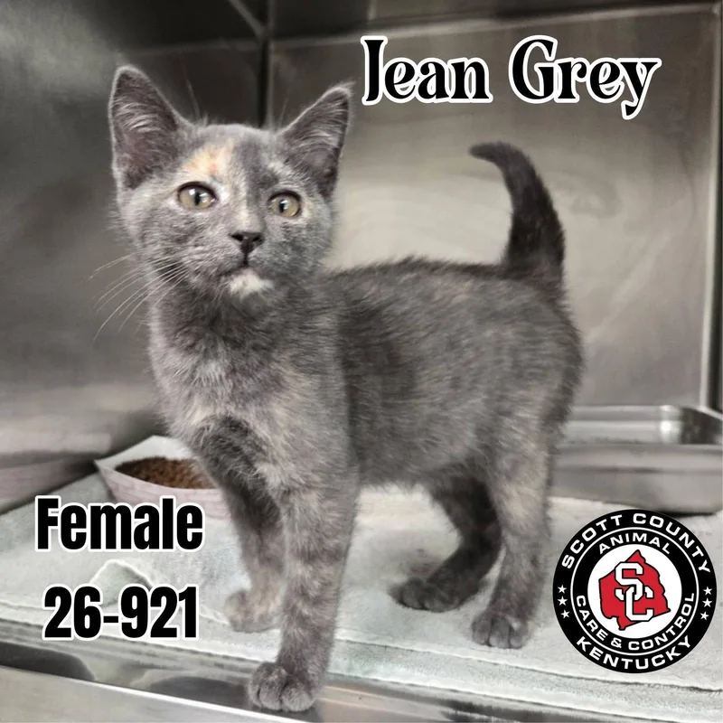 A baby small-sized female Domestic Short Hair cat named Jean Grey for adoption in Georgetown, KY