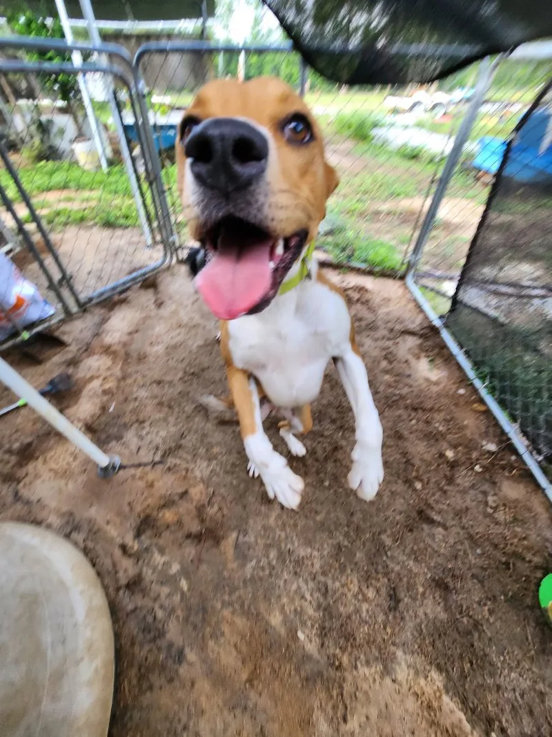 A baby large-sized male Apricot / Beige Boxer dog named Sonny for adoption in St. George, SC