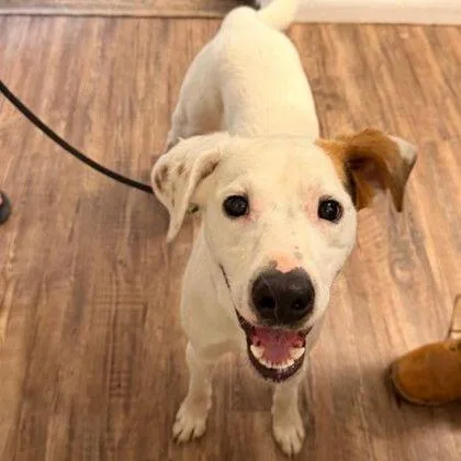 An adult medium-sized male Mixed Breed dog named Arnold for adoption in Westland, MI