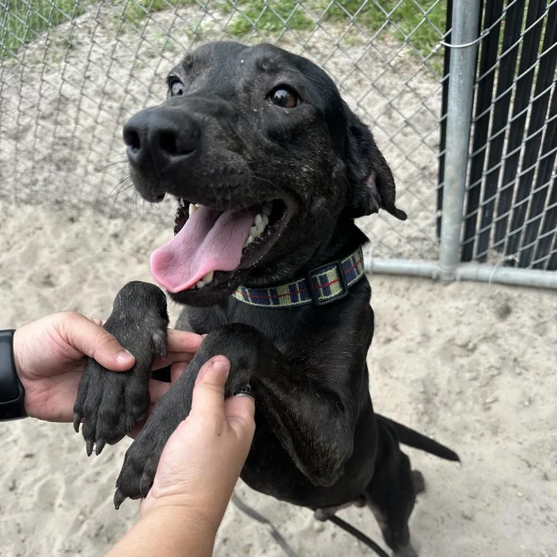 An adult medium-sized male Black Mixed Breed dog named Jager for adoption in Gainesville, FL