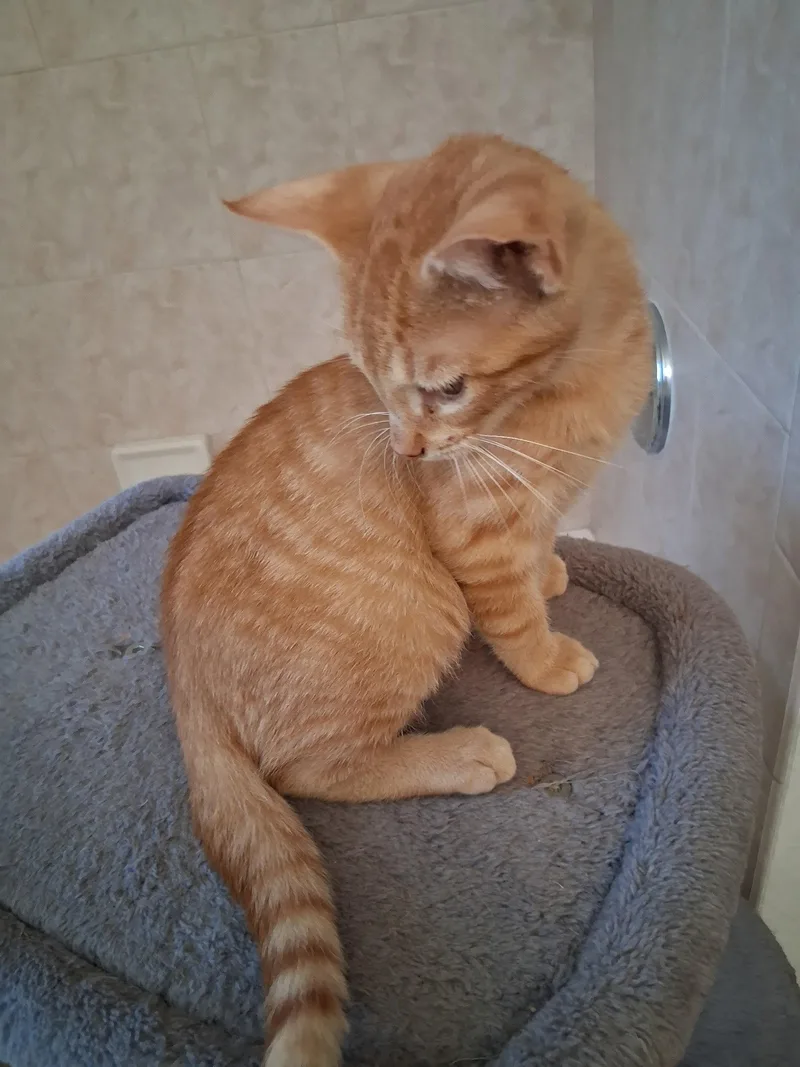 A baby medium-sized male Orange / Red Domestic Short Hair cat named Lenny for adoption in Oviedo, FL