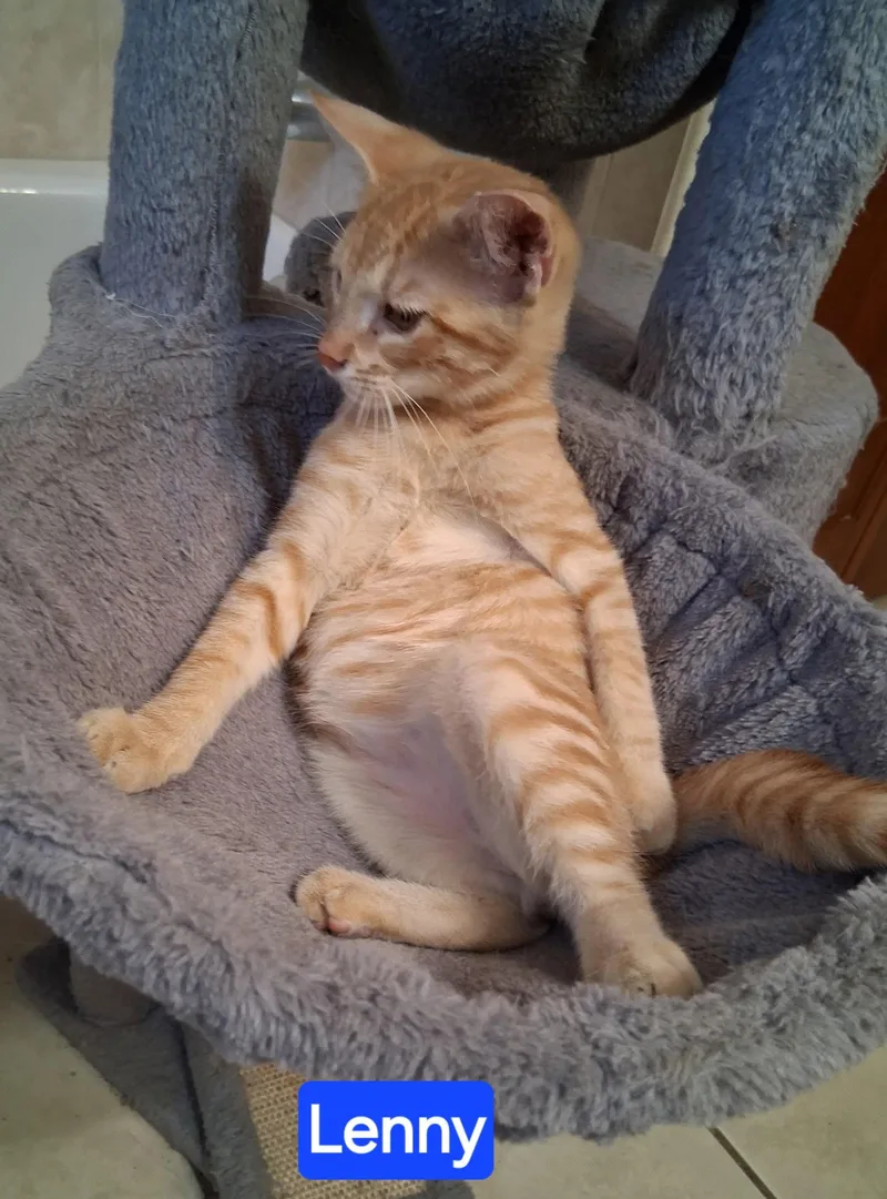 Lenny thumbnail 3
