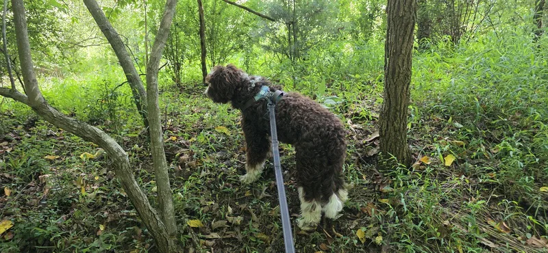 A young medium-sized female Poodle dog named Maggee for adoption in Mouth Of Wilson, VA