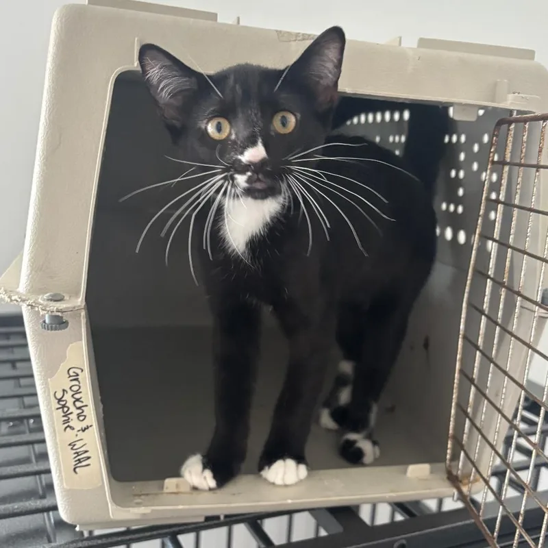 A baby small-sized male Black Domestic Short Hair cat named Groucho for adoption in Wichita, KS