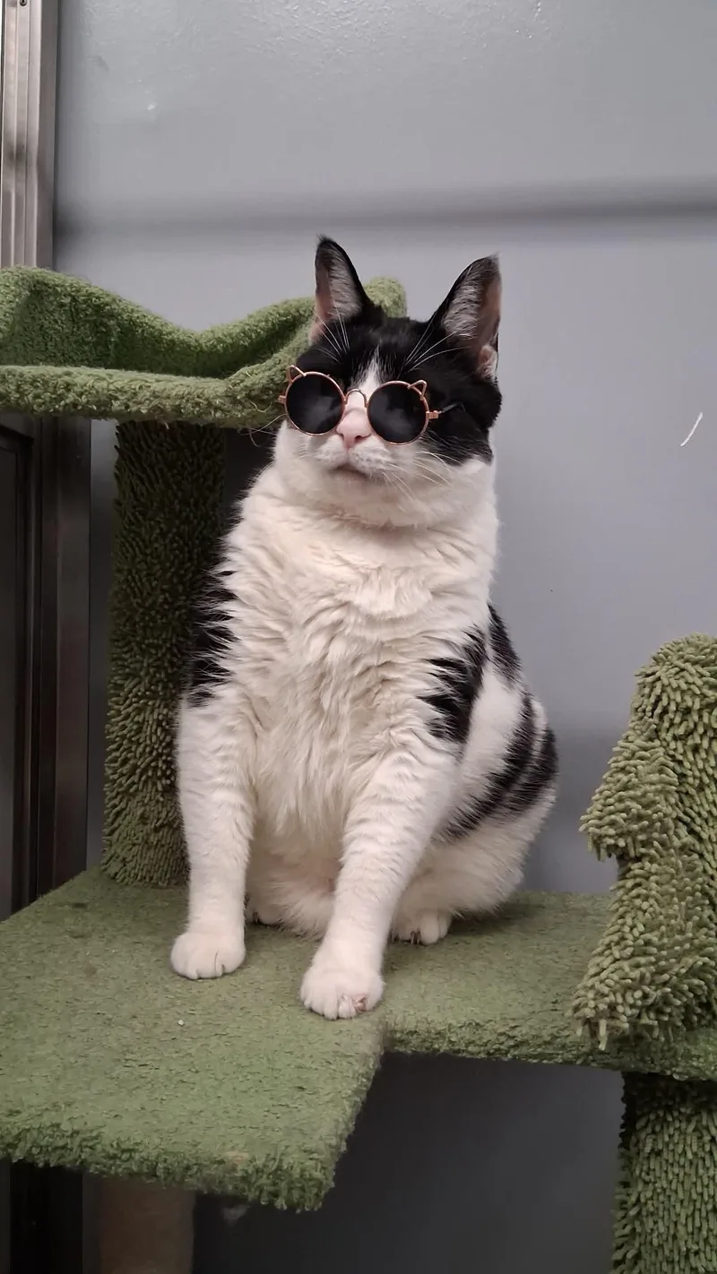 A senior extra large-sized male Black & White / Tuxedo Domestic Short Hair cat named Sheldon for adoption in Cape Girardeau, MO