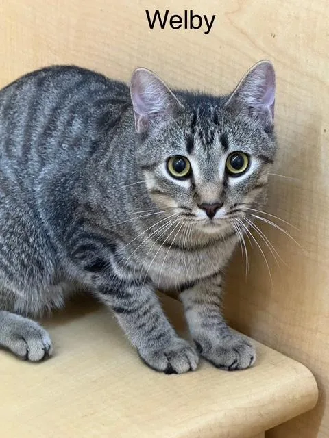 Welby  Yr Old thumbnail 2