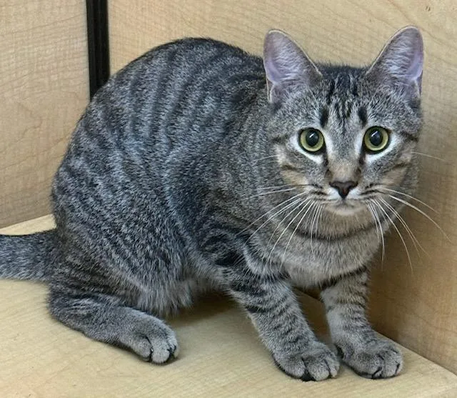 Welby  Yr Old thumbnail 3