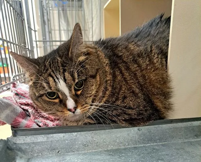 A senior small-sized female Domestic Short Hair cat named Tottie for adoption in Easton, MD