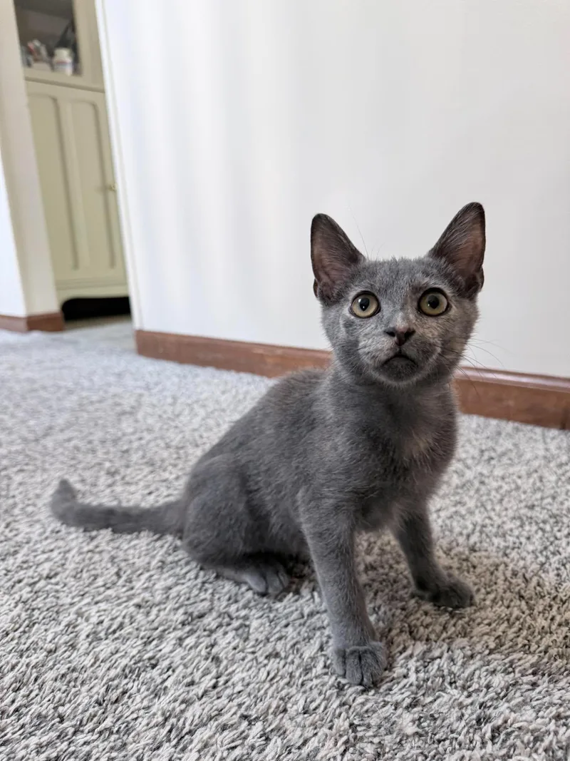 A baby small-sized female Domestic Short Hair cat named Caddie for adoption in Saint Charles, MO