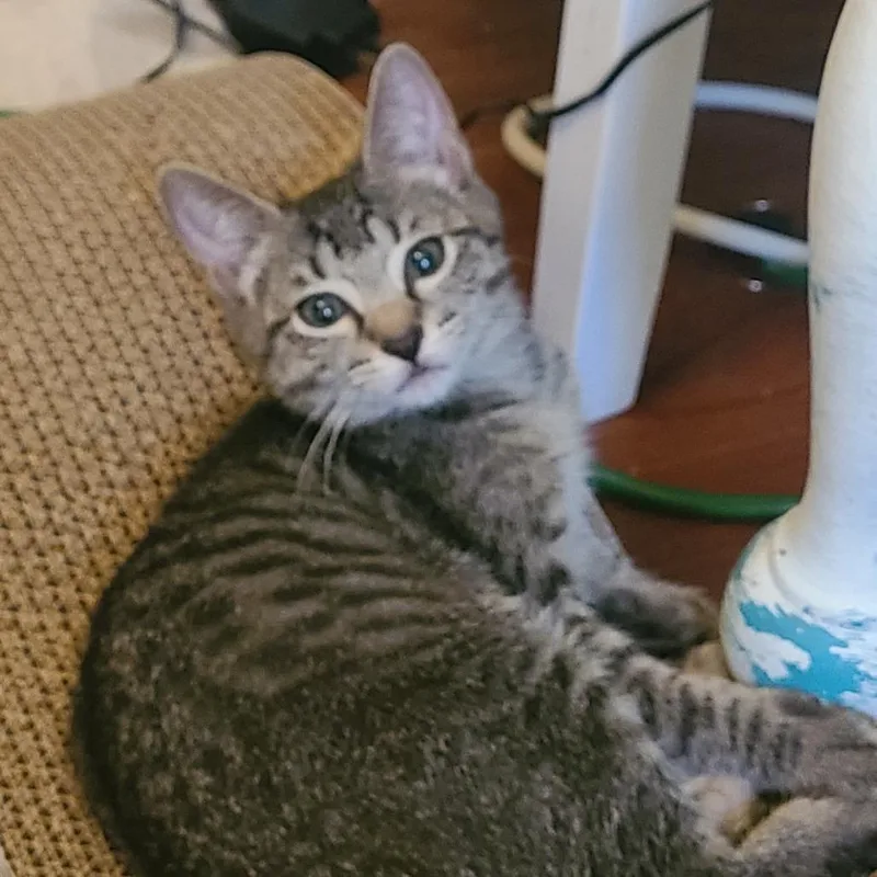 A baby small-sized female Gray / Blue / Silver Domestic Short Hair cat named Lupita for adoption in Fort Lauderdale, FL