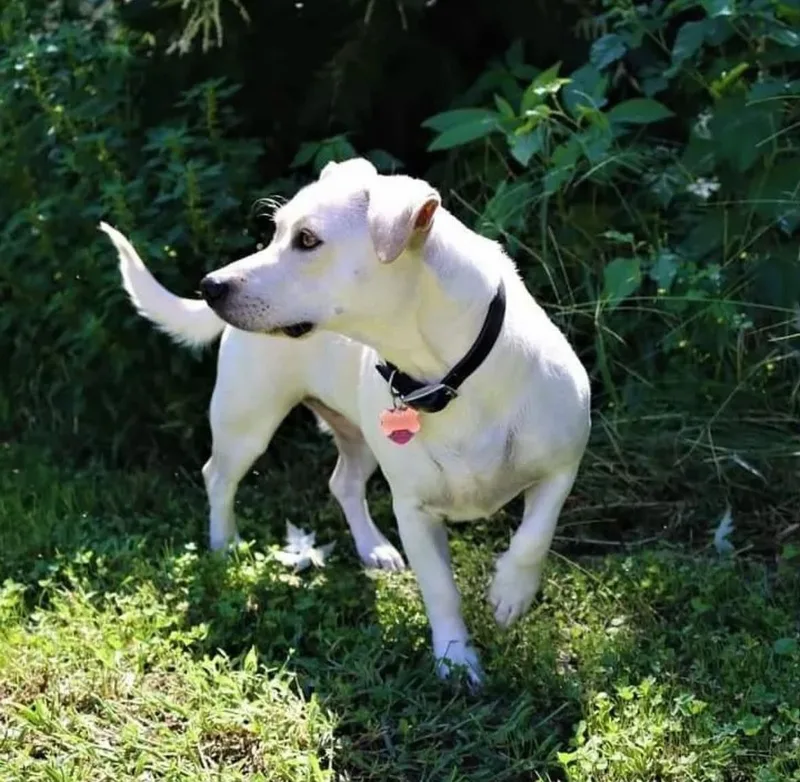 An adult medium-sized female Yellow Labrador Retriever dog named Stella for adoption in Chesapeake Beach, MD