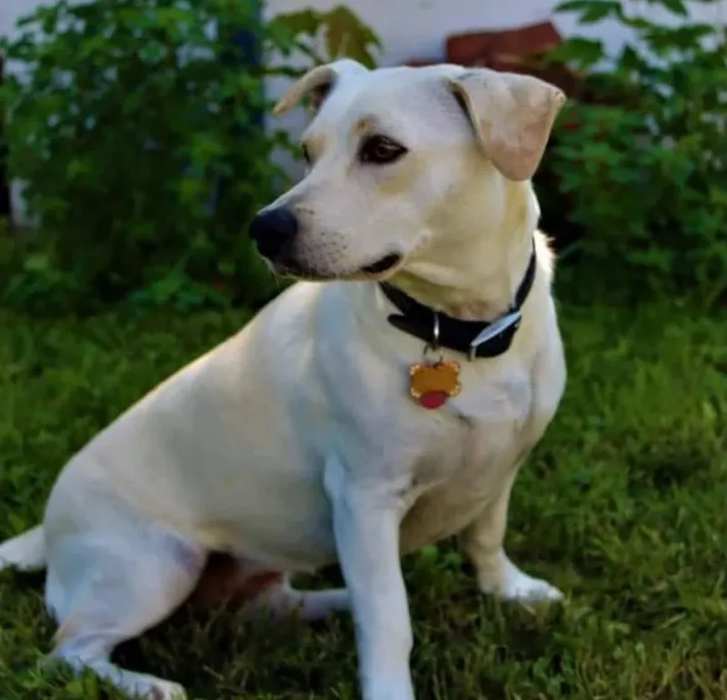 Stella thumbnail 4