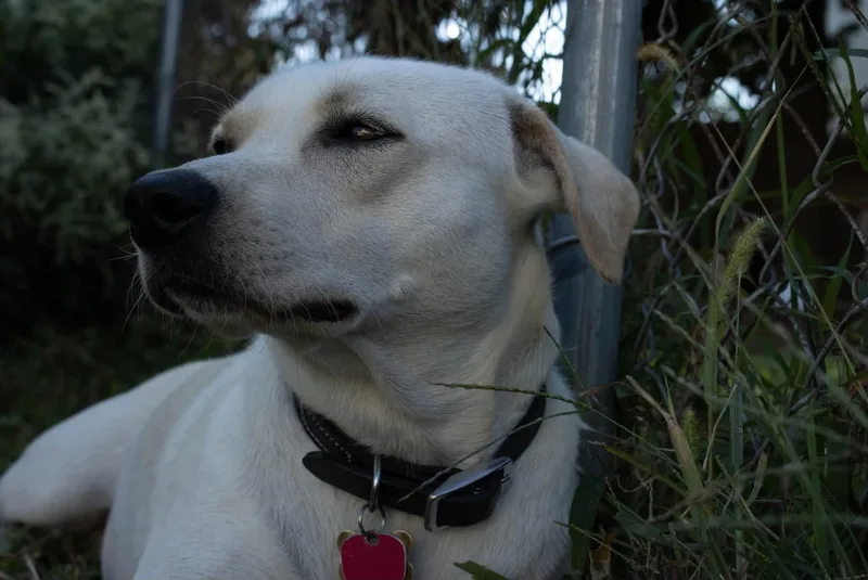 Stella thumbnail 5