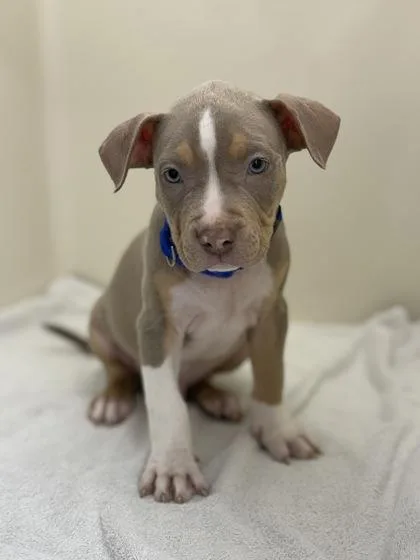 An adult medium-sized male Mixed Breed dog named Shrim for adoption in West Chester, PA