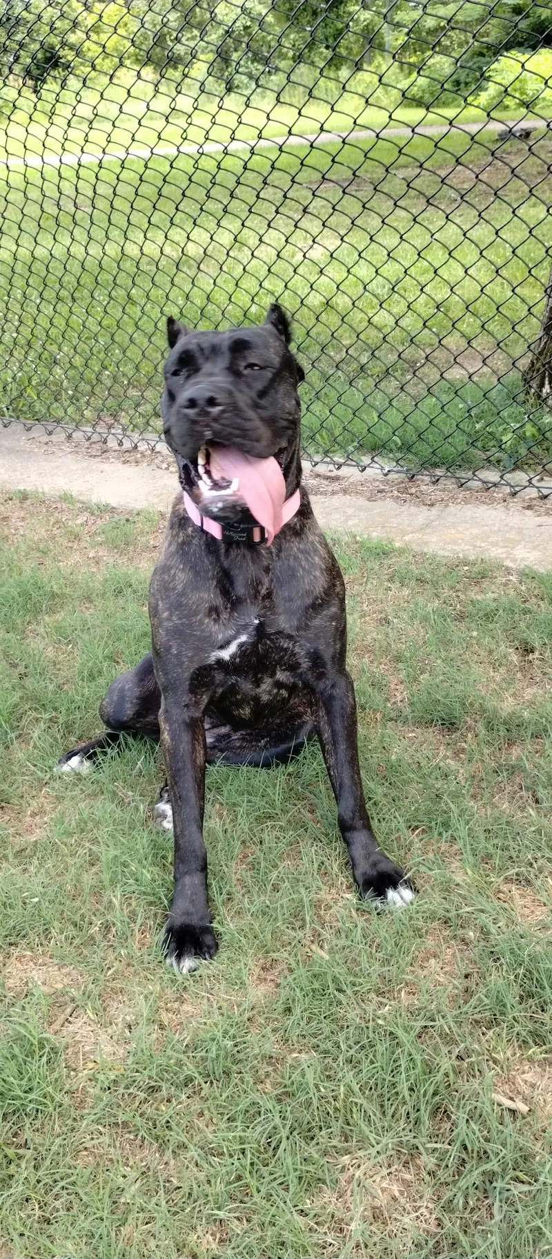 A young large-sized female Brindle Cane Corso dog named Astra for adoption in Falmouth, ME
