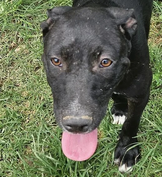 Josie Hanna thumbnail 4