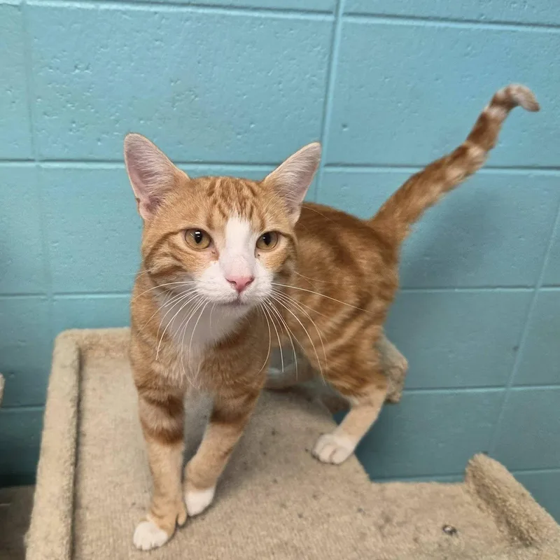An adult medium-sized male Orange & White Domestic Short Hair cat named Cream Puff for adoption in Chilton, WI