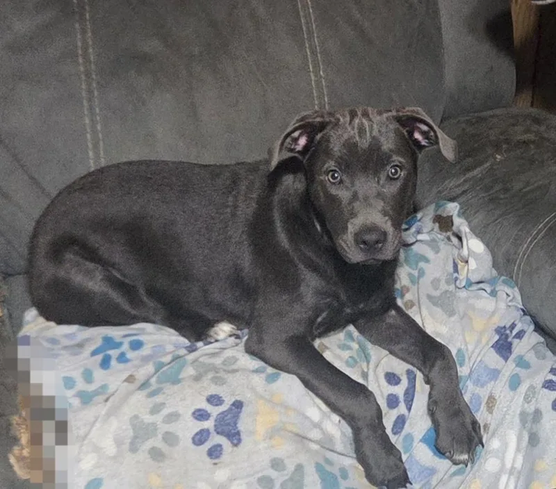 A baby medium-sized female Labrador Retriever dog named Adele for adoption in Peoria, IL