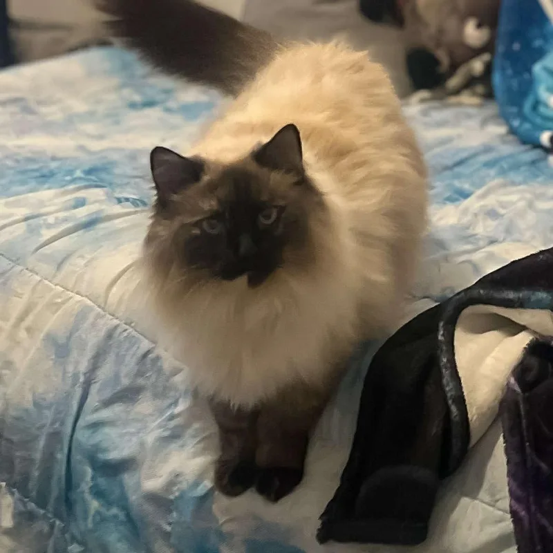 Marshmallow thumbnail 4