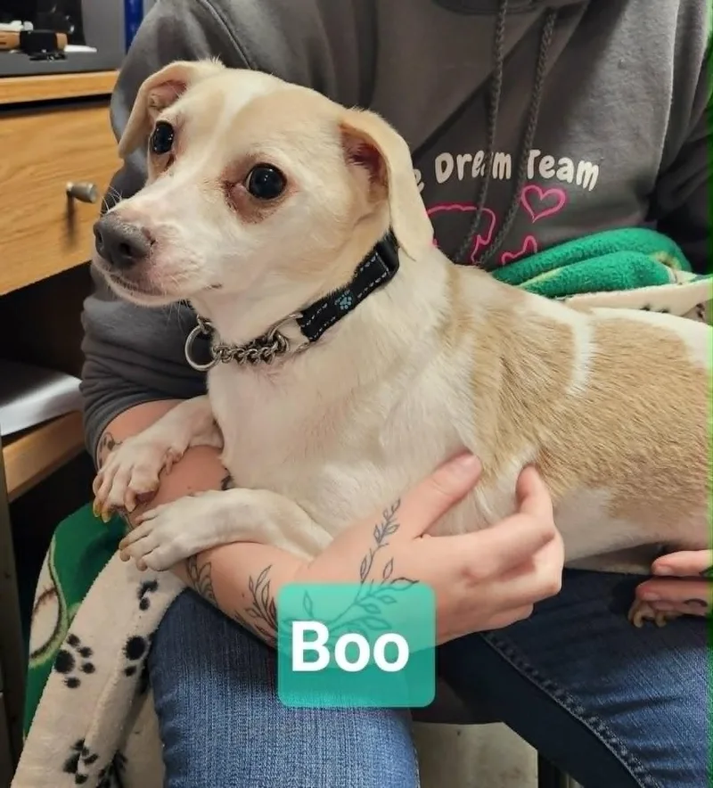 Boo