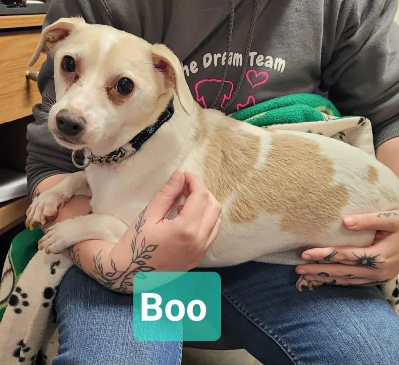 Boo thumbnail 3