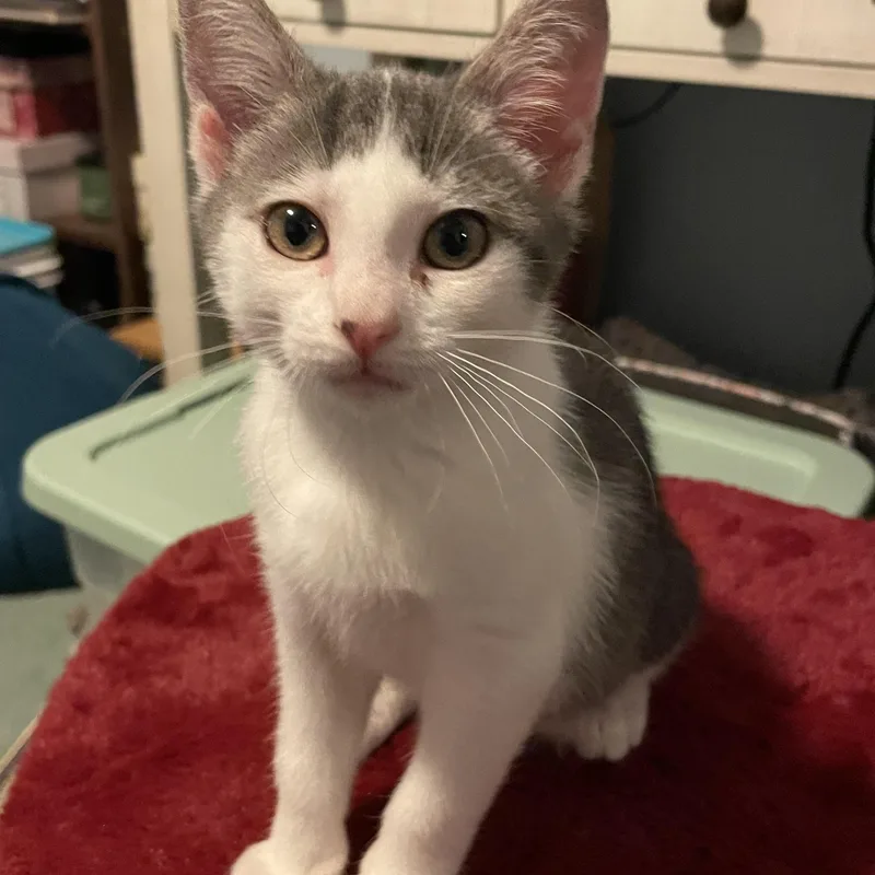 A baby small-sized female American Shorthair cat named Milka for adoption in Norton, MA