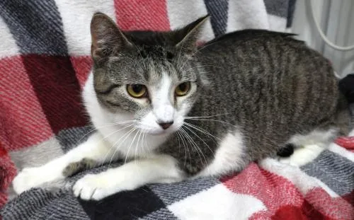An adult medium-sized female Domestic Short Hair cat named Ellery for adoption in Thief River Falls, MN