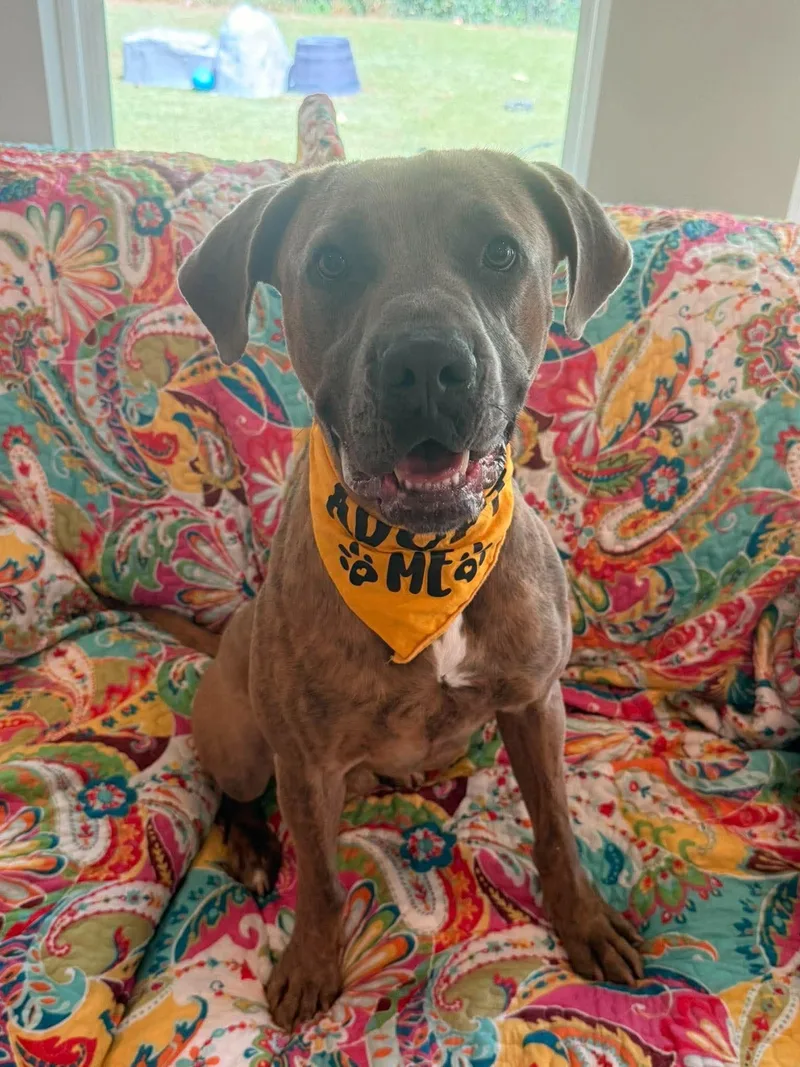 An adult medium-sized male Brindle Pit Bull Terrier dog named Mitch for adoption in Willis, TX