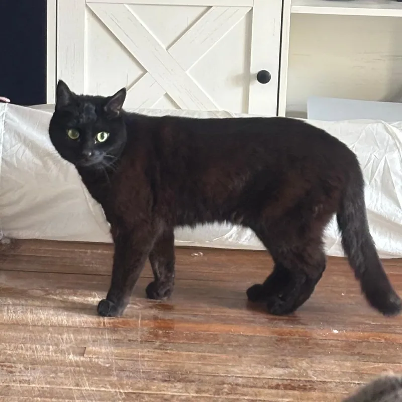 An adult small-sized female Black Domestic Short Hair cat named Athena is LOST for adoption in Rochester, MN