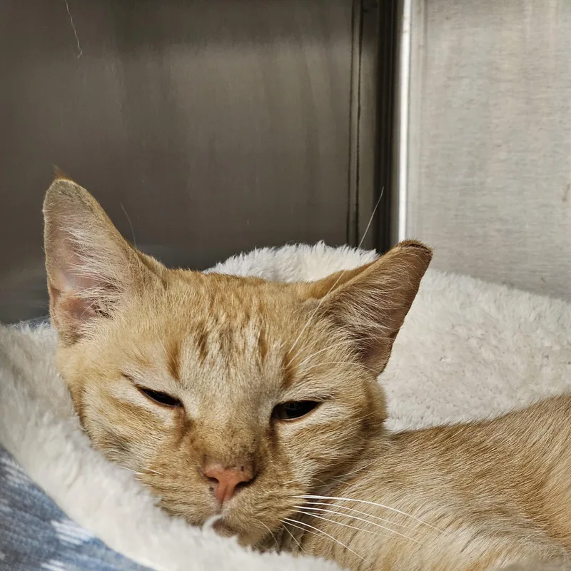 A young medium-sized female Orange & White Domestic Short Hair cat named Sienna for adoption in Stratford, CT