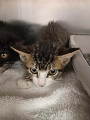 A baby small-sized male Domestic Short Hair cat named Zhen for adoption in Houston, TX