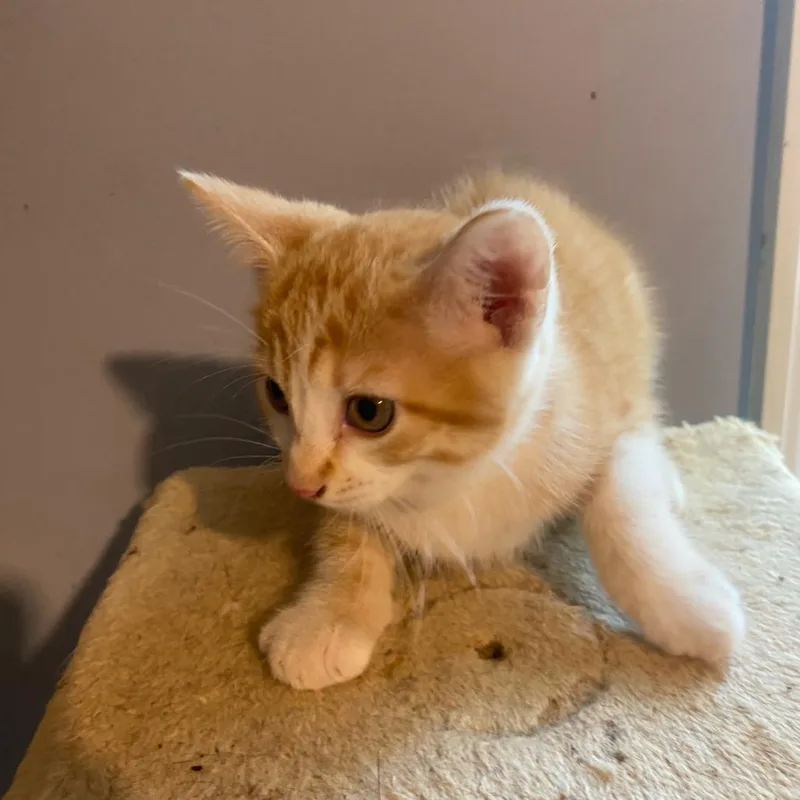 A baby small-sized female Orange / Red Domestic Short Hair cat named Mimosa for adoption in Huntsville, AL