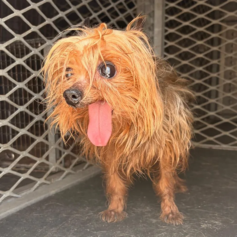 A senior small-sized male Brown / Chocolate Yorkshire Terrier dog named Monchhichi for adoption in Edinburg, TX