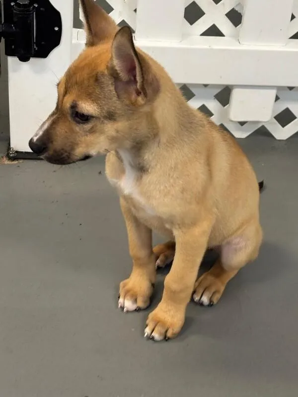 A baby large-sized male Brown / Chocolate German Shepherd Dog dog named Hippo for adoption in Van Nuys, CA