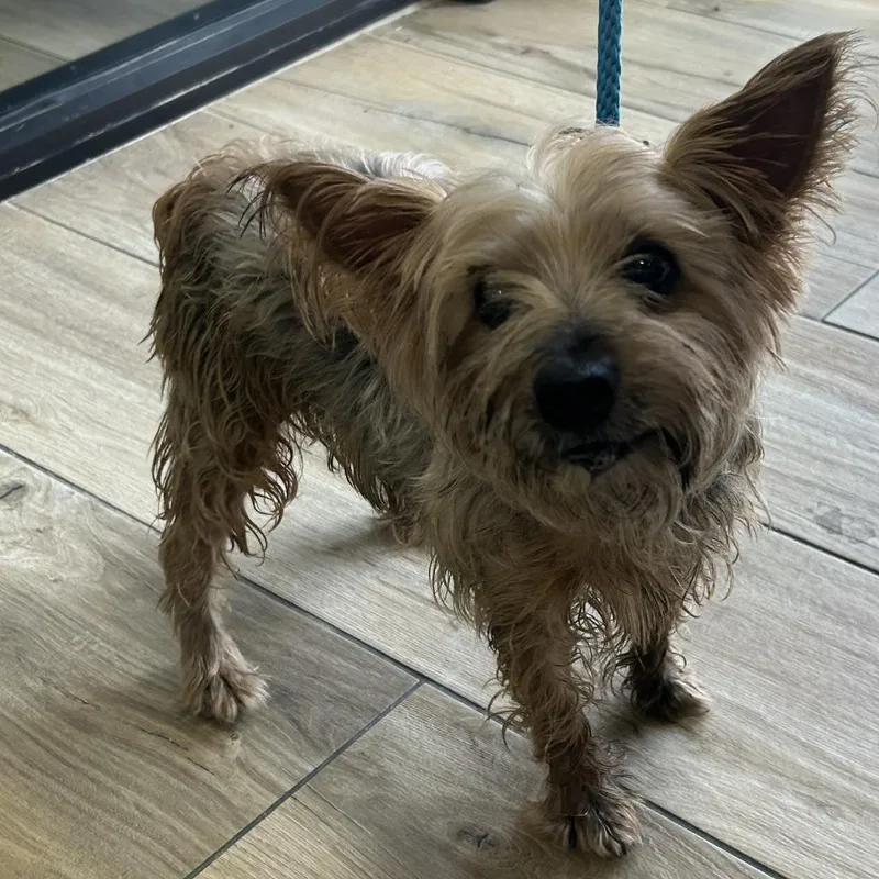 A baby small-sized male Gray / Blue / Silver Yorkshire Terrier dog named Ahnjstray for adoption in Newark, NJ