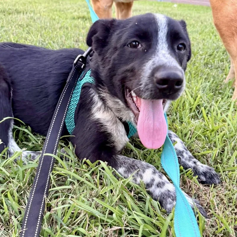 A baby medium-sized male White / Cream Australian Cattle Dog / Blue Heeler dog named Baby for adoption in Austin, TX