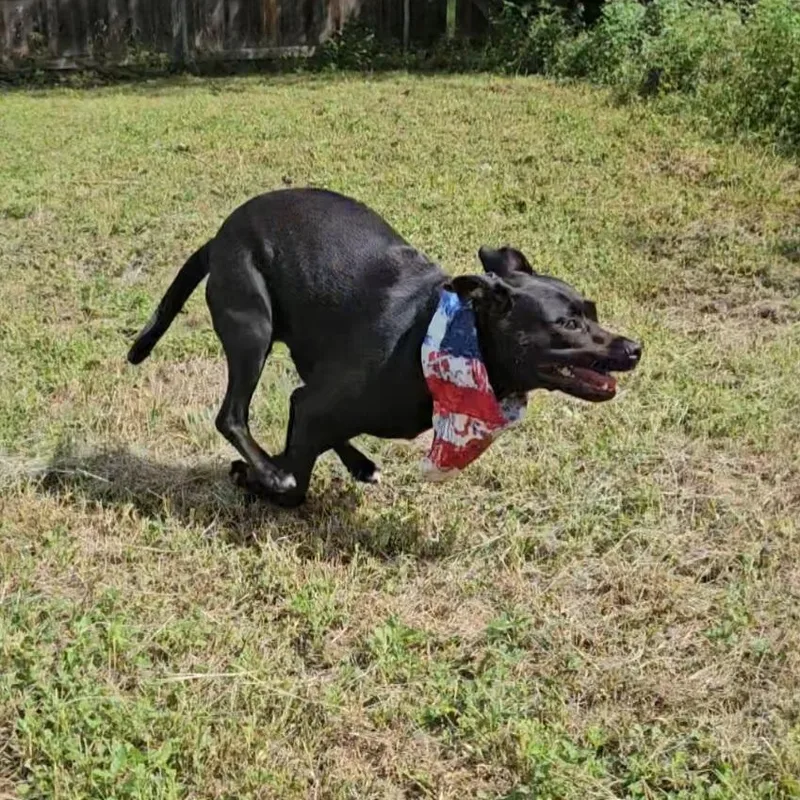 Pepper aka Pihu thumbnail 3