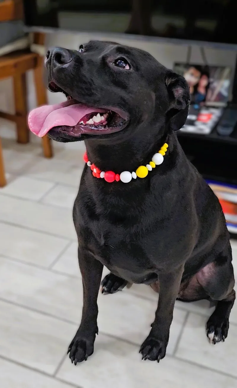 Pepper aka Pihu thumbnail 4