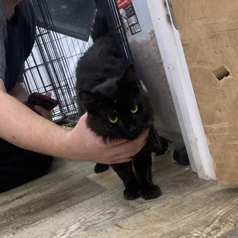 A young medium-sized male Black Domestic Long Hair cat named Fluffy Man for adoption in Hattiesburg, MS