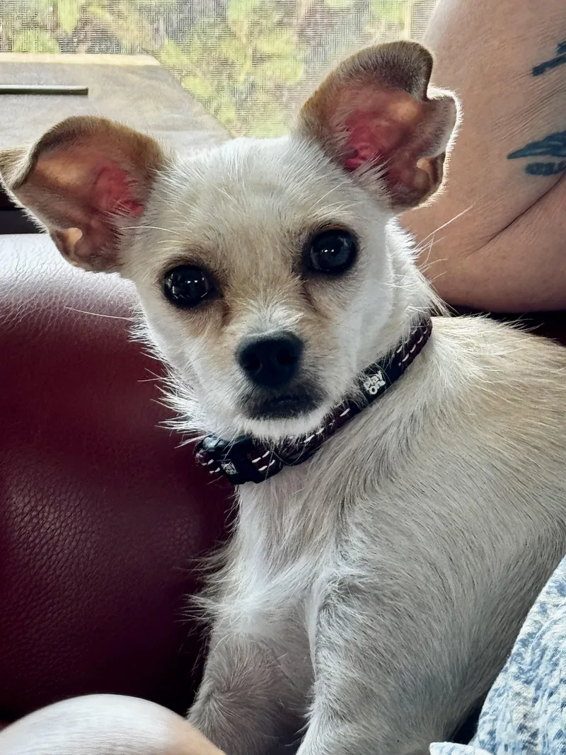 A young small-sized female White / Cream Chihuahua dog named Just Precious for adoption in Fort Myers Beach, FL