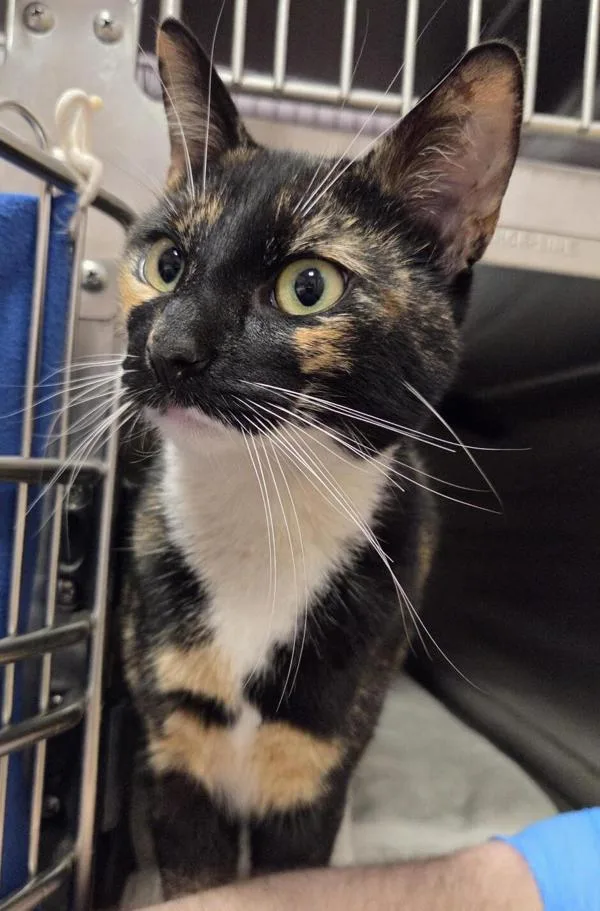 An adult medium-sized female Domestic Short Hair cat named Praveena for adoption in Vancouver, WA