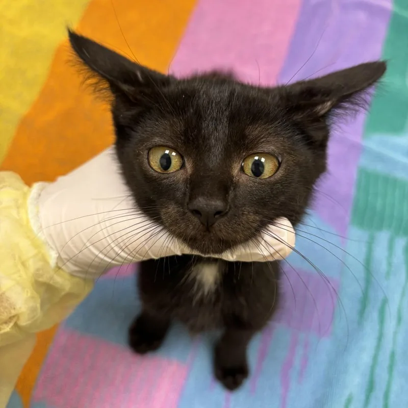 A baby small-sized male Black Domestic Short Hair cat named Dodo for adoption in Evanston, IL